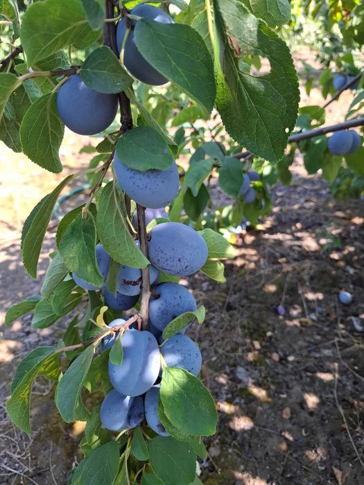 Prune de vanzare pentru tuica