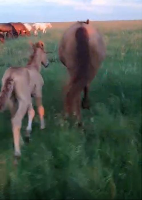 Құлынды бие, тай сатылады