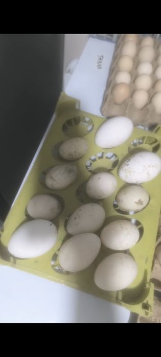 Утиные яйца пекинки башкирки