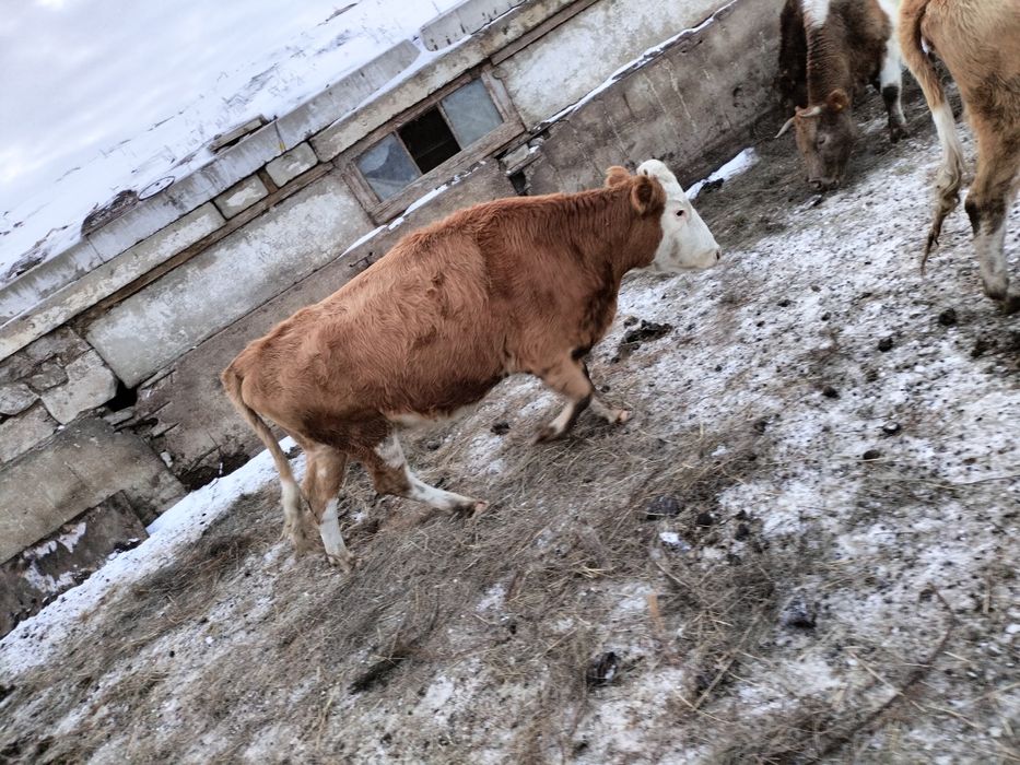 Сыйырлар сатылат