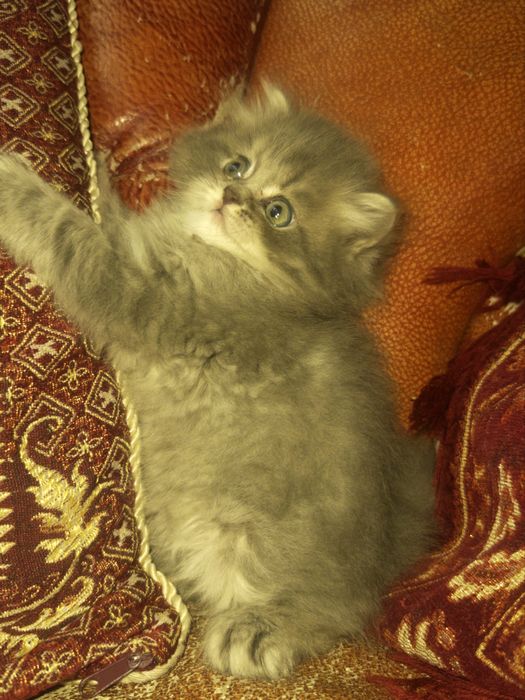 котенок(британец длинношерстный цена договорная