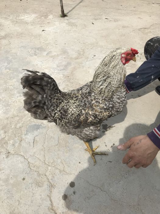 Петух.              .