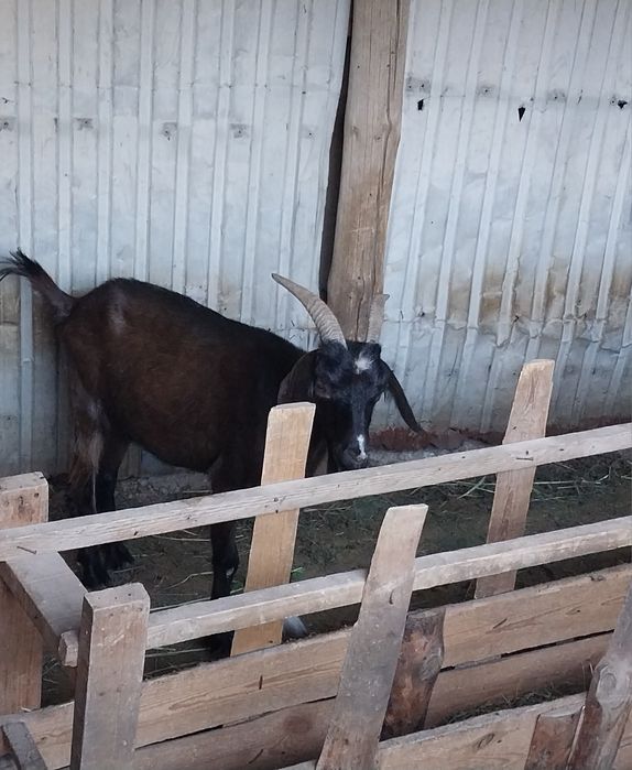 Ешкі сатылады...