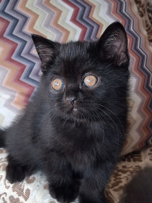 Котик британец с документами