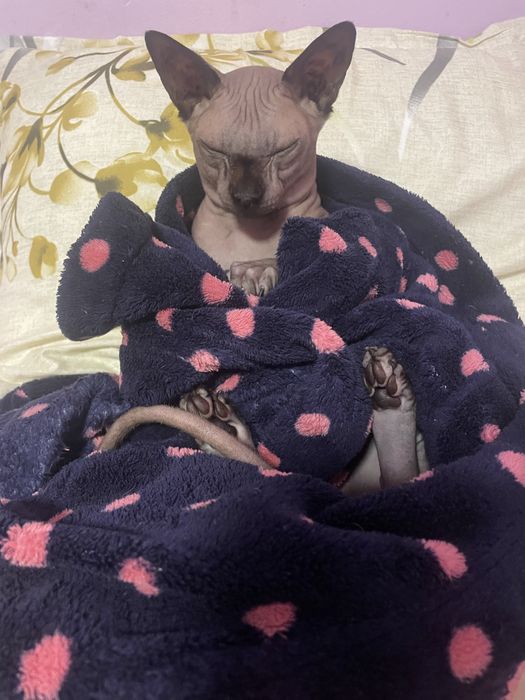 Подарявам котарак