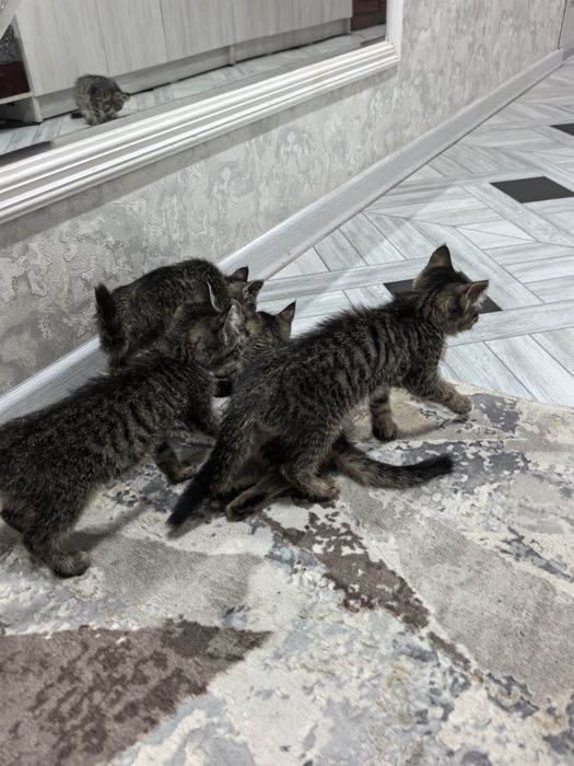 Отдам даром котят в добрые руки. 2 месяца. Доставка по Ташкенту