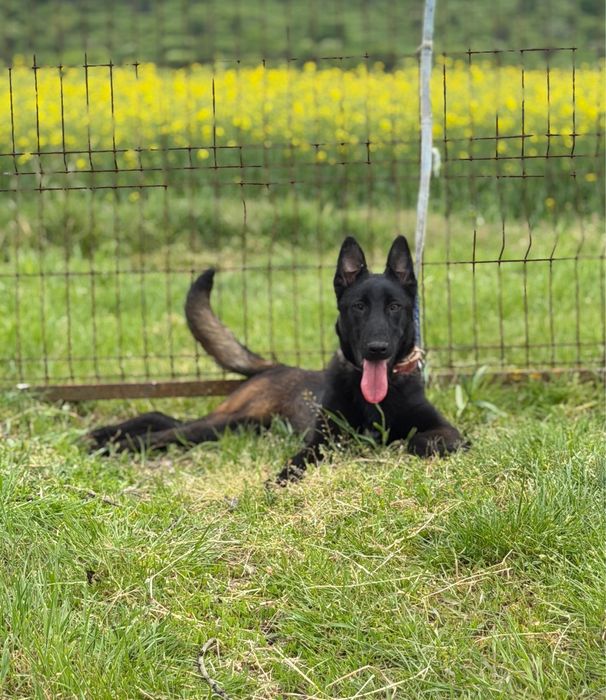 Mascul Ciobanesc Belgian Malinois