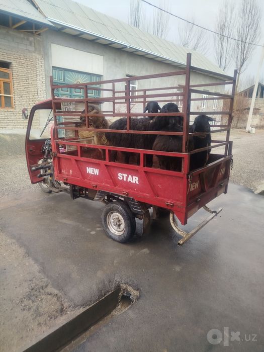 Kafolati bilan yurishlari zur