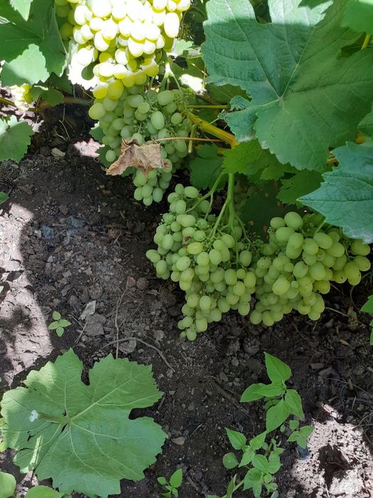 Продам саженцы винограда