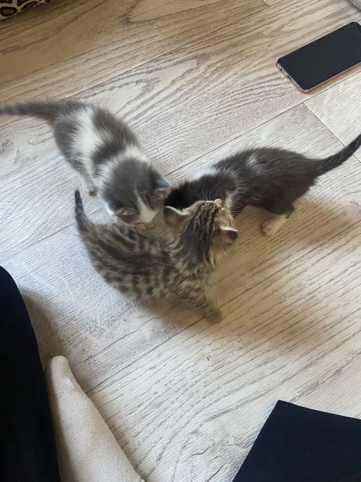 Отдаю котят, в добрые руки