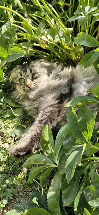 Кошка отдаётся в хорошие руки. Мушук яхши к,улларга хадияга берилади..