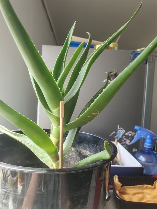 Продам алоэ лечебный