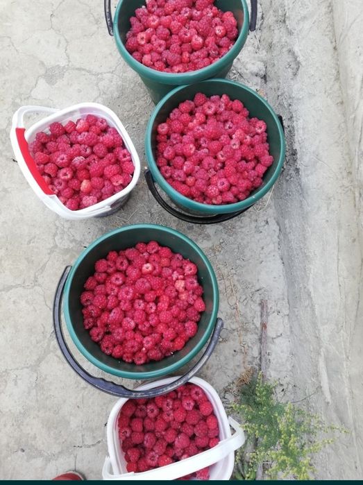 Продаются саженцы Малины Украинского сорта