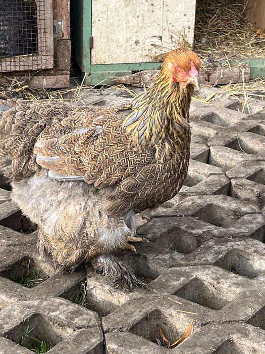 Pereche găini brahma