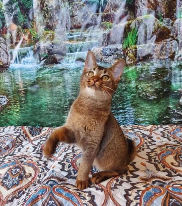 Чаузи и абики. Акция - 50%