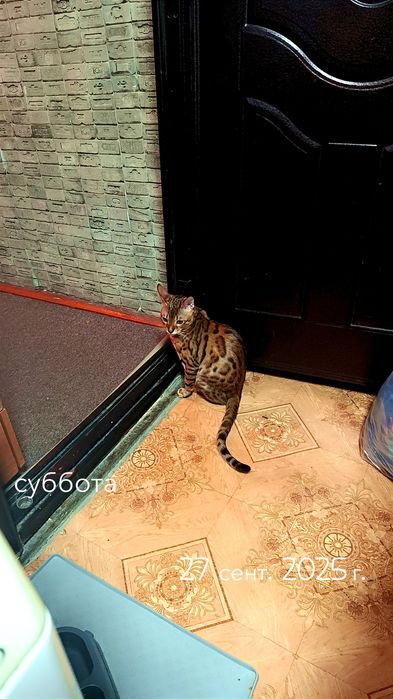 Продам бенгальский кот