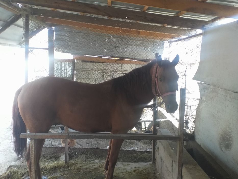 дөнен сатылады жақсы айғырдан