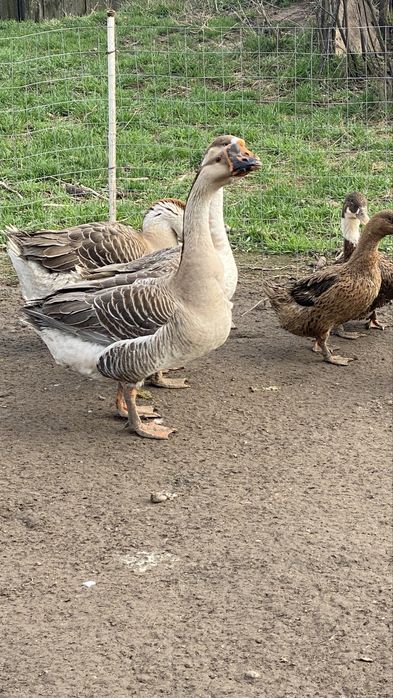 Oua de gasca de incubat