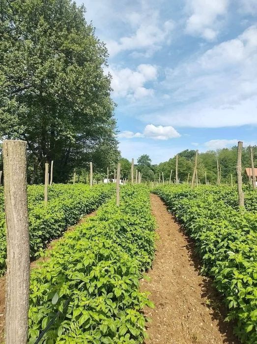 Продавам разсад малини