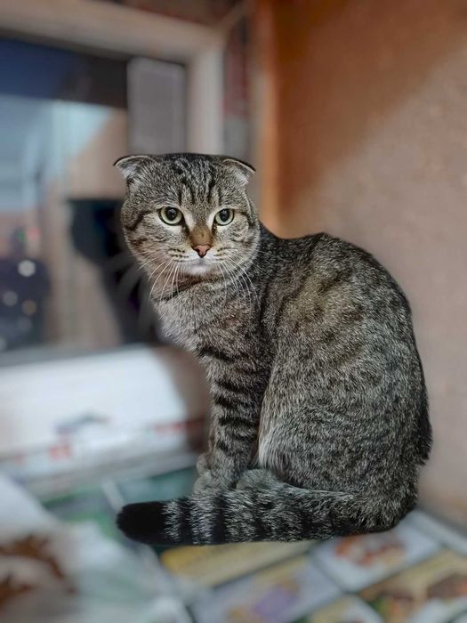 Ласковый Кот скоттиш фолд