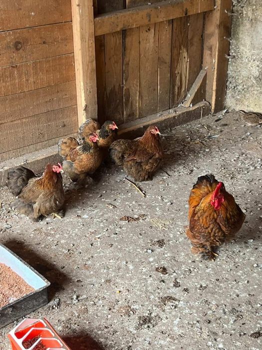 Продамам 4+1 кохина 1 квачка