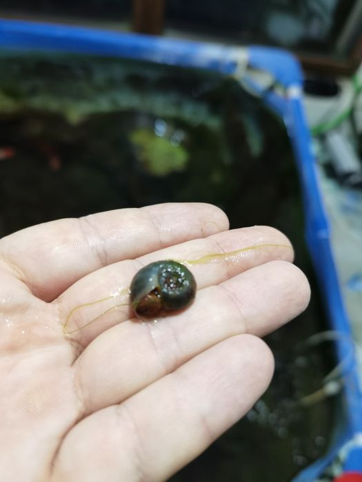Planorbella magnifica, the magnificent ramshorn,