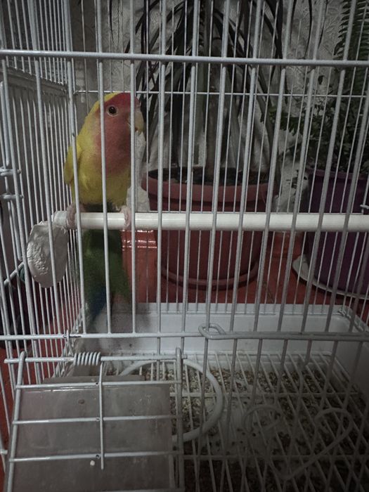 Папугай неразлучники