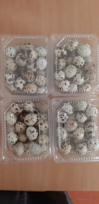 Бөдене жұмыртқасы 30