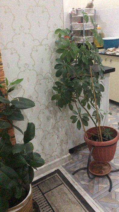 Продам домашние цветы