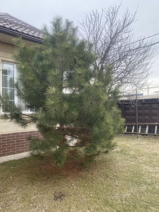 высокие сосны елки