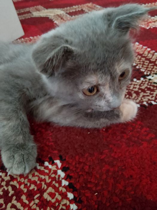 Хона мушуги кулранг