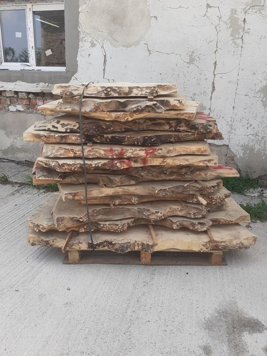 Blat blana Plop bubos uscat ideal masa cafea  semiprelucrat.