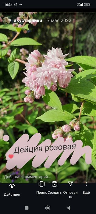 Дейция розовая  саженцы 2-х и 3-х летние