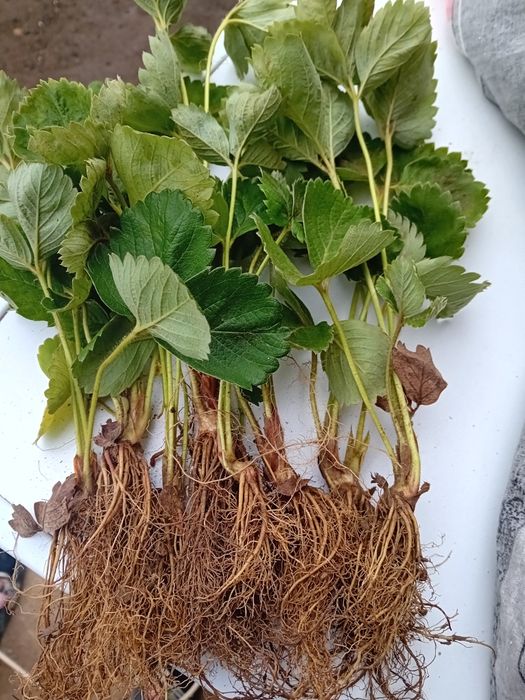 Продавам добре вкоренен разсад корени със уникална корено ва система