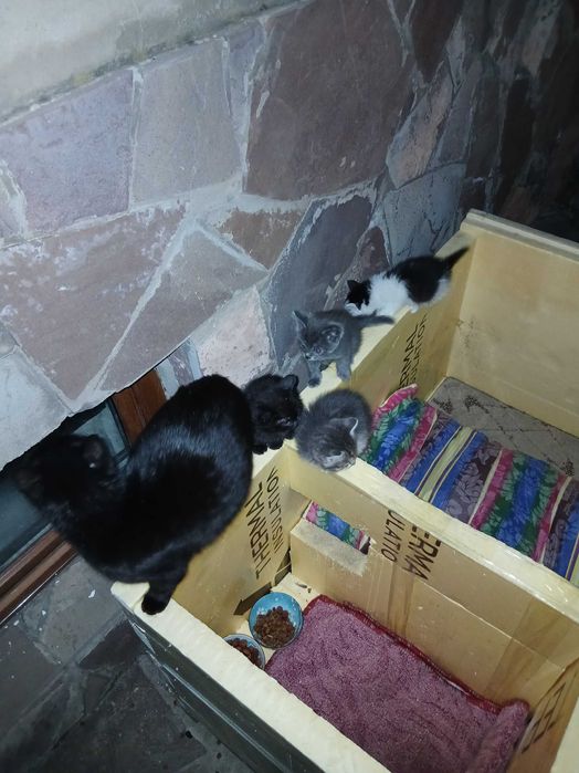 Котята бесплатно