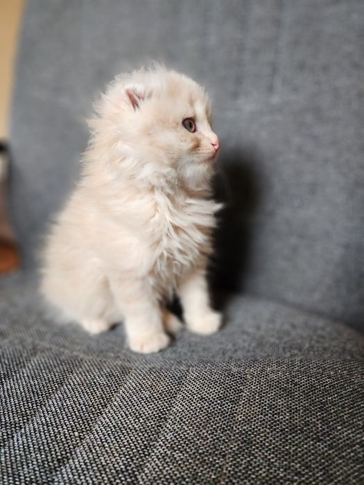 Продам домашних котят