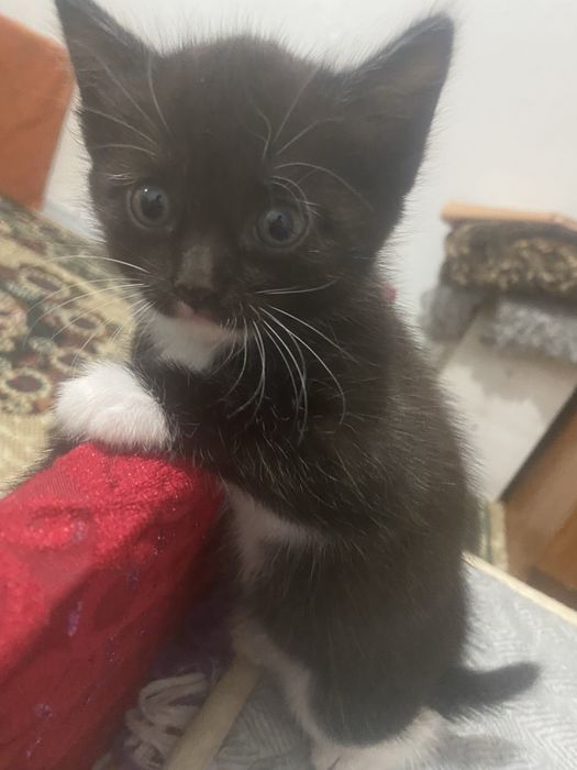 Котенок девочка отдам в хорошие руки.
