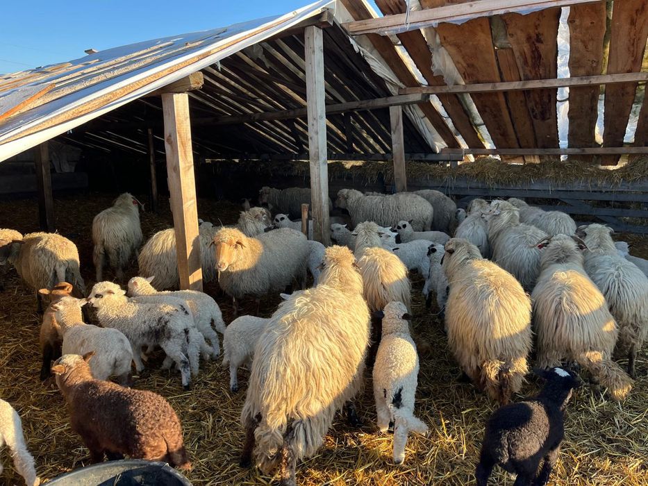 Oi țurcane de vanzare