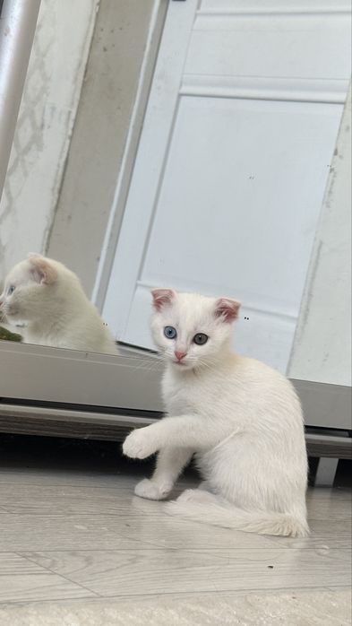 кот мальчик 3 месяц