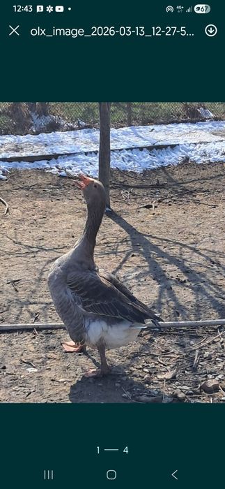 Гусята Тараз суточные.