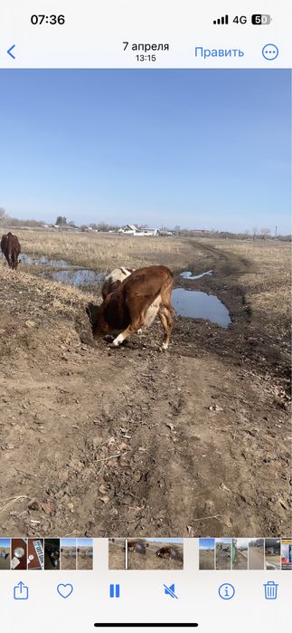 Продам телку село набережное