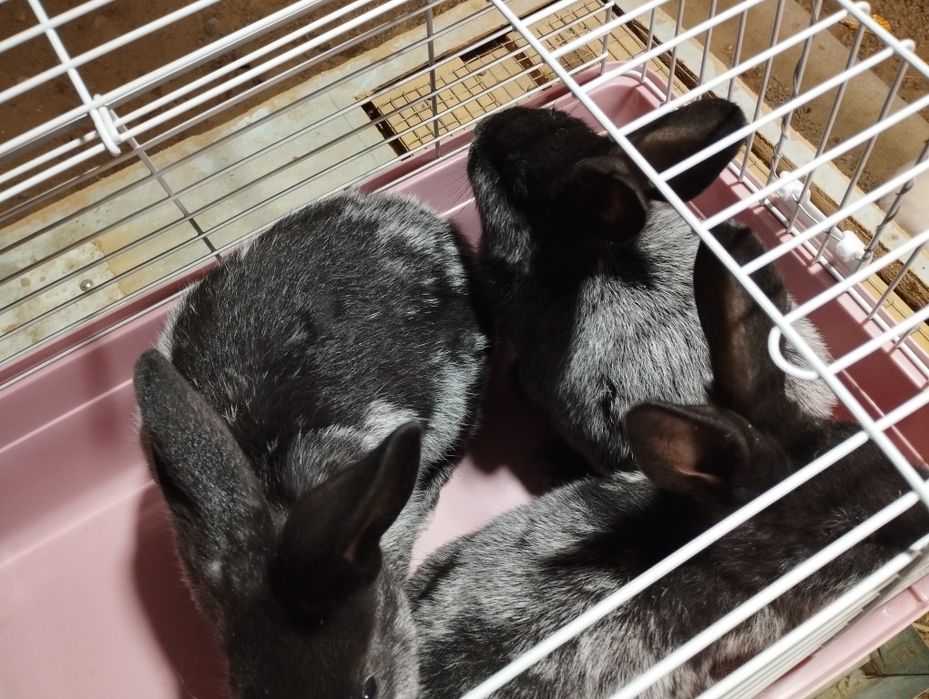 Paltavski serebro quyonlar sotiladi