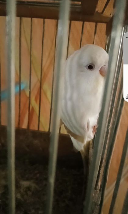 Волнистый попугай белая