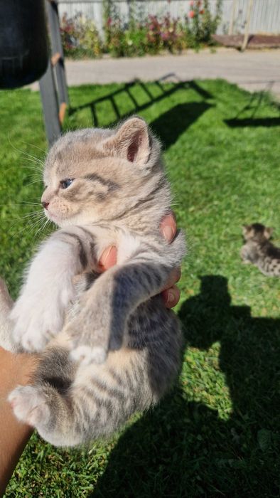 Котята милые красивые