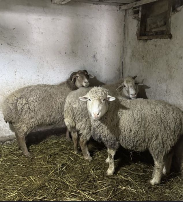 Продам баран,дешево