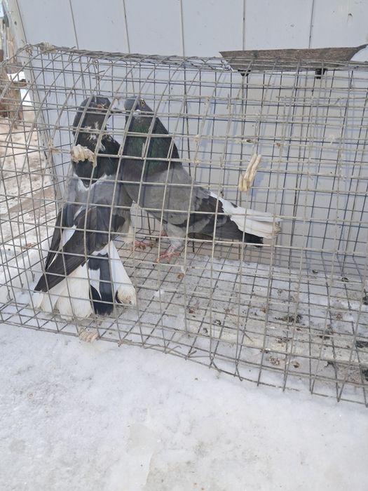 Голуби николаевские