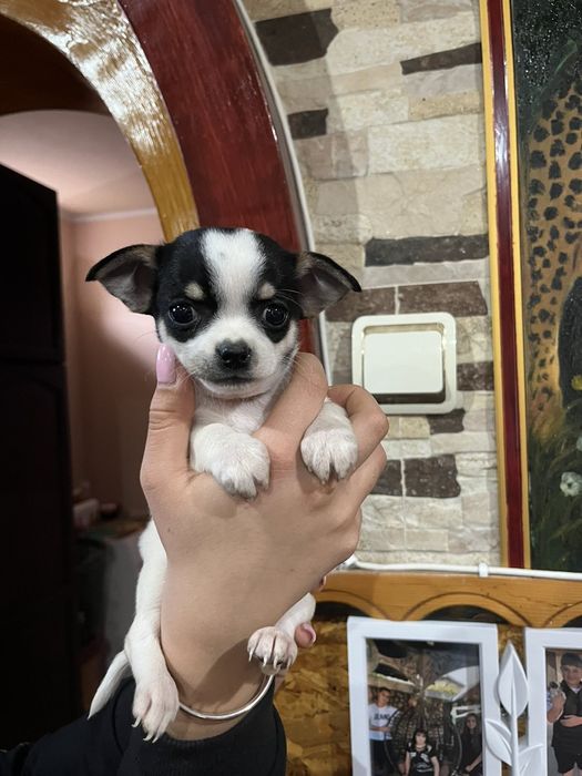 Мини чихуахуа на 2-ра ваксина