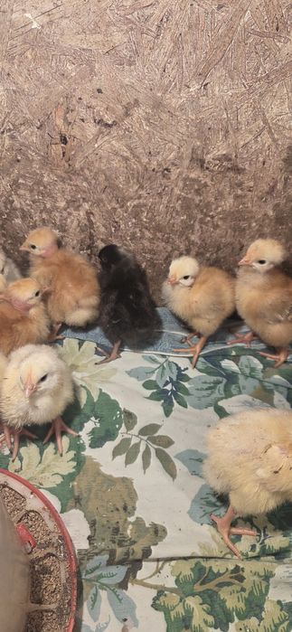 Бройлер 3суток продам