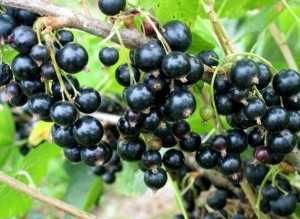 Coacaz rosu diferite soiuri