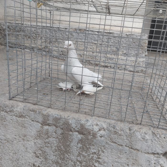 Буси самец лет с игрой